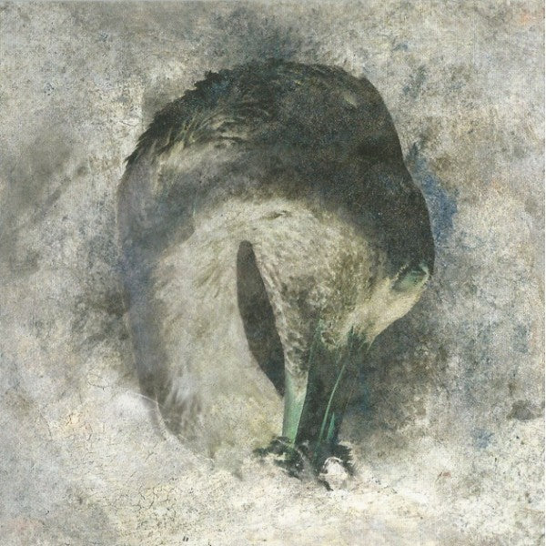 Suma - Ashes (CD)